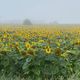 Surnomée la "fleur-soleil", le tournesol s'invite pourtant dans les champs de Normandie, au point de parfois remplacer les champs de colza.