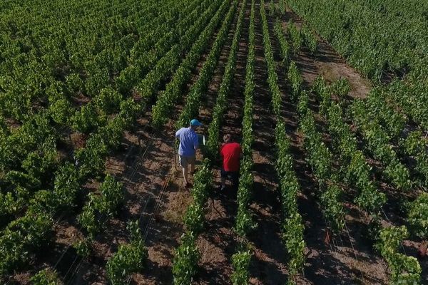 Les premiers prélèvements du réseau Matu ont commencé le 6 août à Chouilly, dans la Marne