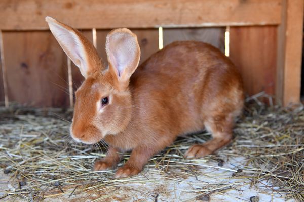 Schmoutzi avait été remplacé par un lapin fauve de Bourgogne, comme celui-ci.