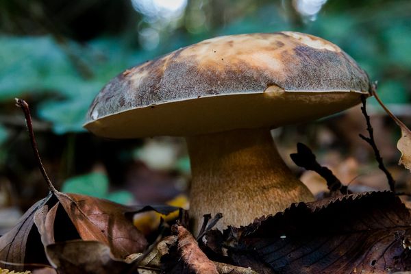 Cèpe de Bordeaux (Boletus edulis) by fra298