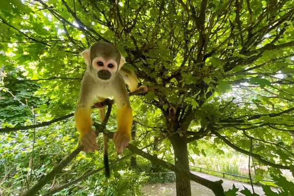 La vallée des singes retrouve ses visiteurs