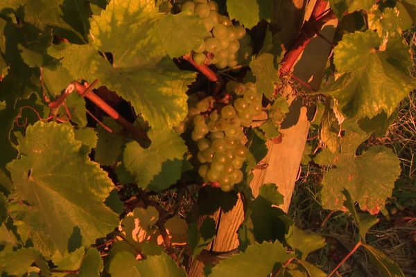 Le mois d'avril 2021 restera dans les mémoires des vignerons du Sud-Ardèche. En quelques heures, des centaines d'hectares ont été ravagés par le gel. A l'heure des premières vendanges, le constat est amer : la récolte est amputée au moins d'un "gros tiers", parfois plus. 