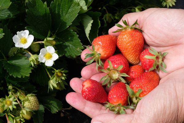 Il n'est pas trop tard pour planter ses fraisiers. Vous avez encore jusqu'à la fin avril.