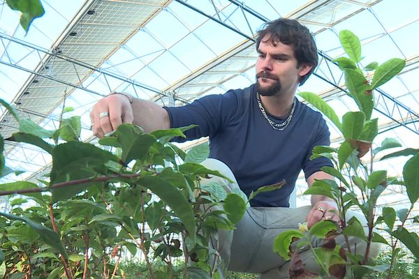 Rémi Guyonnet dans sa serre pyrénéenne de plantations de thé.