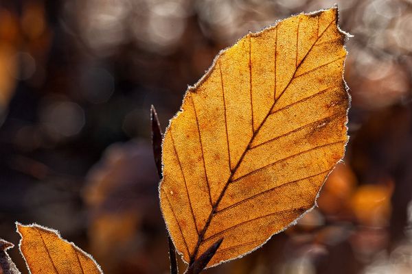 Un temps typiquement d'automne ce dimanche, annonce Météo France.