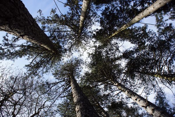 Les pins noirs de l'arboretum d'Amance