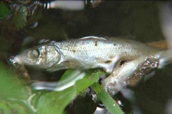 La Fédération de pêche est intervenue pour sauver des poissons en manque d'oxygène