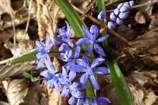 Les premières scilles bleues dans les bois