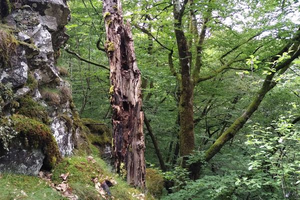 Les 20 000 euros de récompense devraient permettre, entre autres, l'acquisition de parcelles de vieilles forêts dans les gorges de la Rhue, dans le Cantal