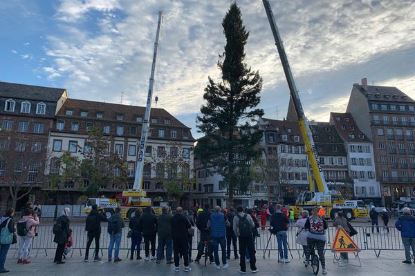 Le grand sapin est arrivé à l'aube pour être érigé place Kléber, à Strasbourg (Bas-Rhin).