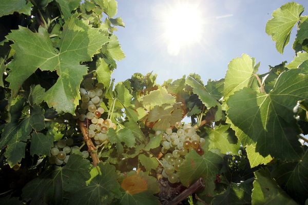 Soleil et chaleur sur le vignoble de Saint-Pourçain à 4 semaines du début des vendanges.