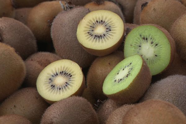 A Lalinde, la récolte du kiwi a débuté.