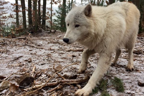 Deux loups arctiques ont fait leur arrivée au parc Argonne Découverte. Les visiteurs pourront les admirer le 9 février 2019