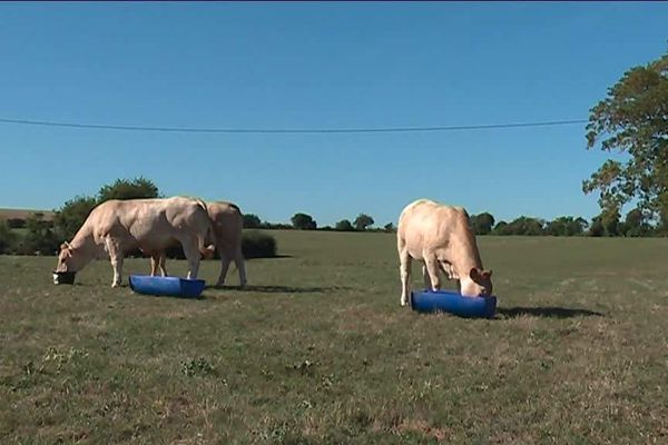 Pénurie d'alimentation pour les bêtes, la sécheresse pose de vrais problèmes aux agriculteurs 