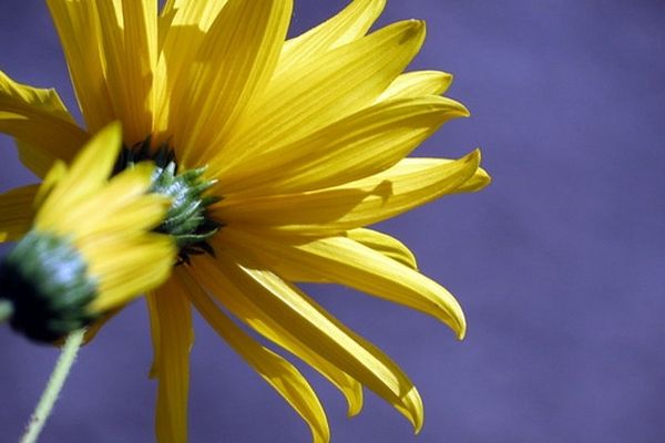 Fleur de printemps au soleil