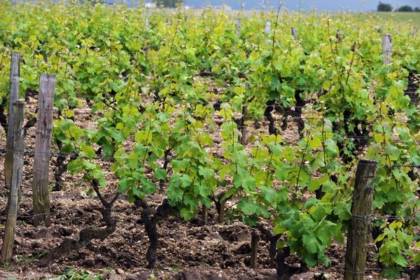 Vignes en Gironde (image d'illustration) 