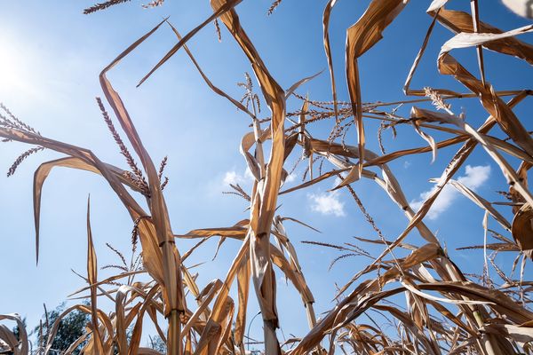 Le comité national de gestion des risques en agriculture (CNGRA) a approuvé pour 12 départements dont l’Allier, le Cantal et le Puy-de-Dôme, les demandes d'indemnisations relatives à la sécheresse qui a touché les prairies, pour un montant de plus de 101,5 millions d'euros.