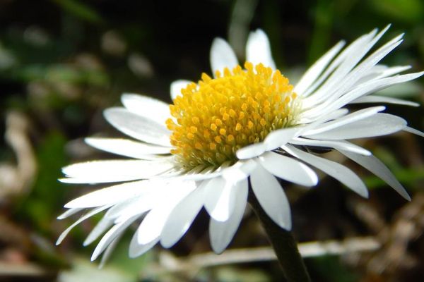 Un air de printemps 