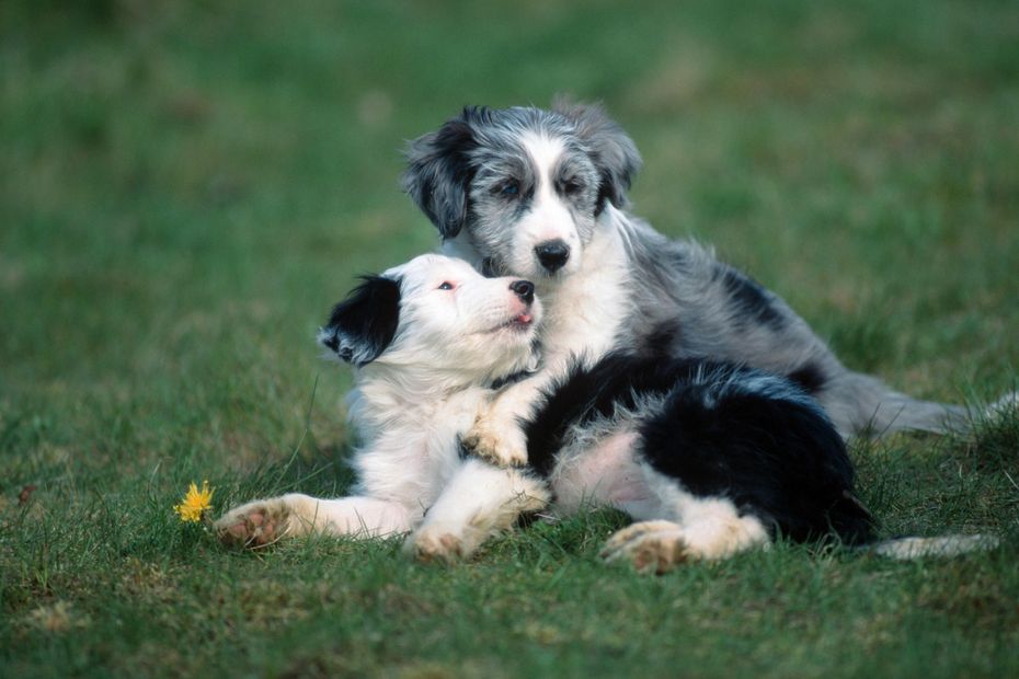 VIDEO. Comment adopter un deuxième chien dans de bonnes conditions