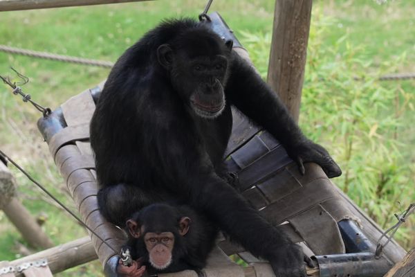 Des chimpanzés au parc zoologique de Saint-Martin la Plaine, le 14 juillet.