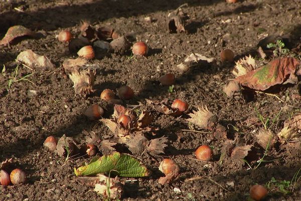 Un couple de l'Allier a réussi un pari risqué : produire des noisettes dans une région qui n'y est pas forcément propice.