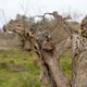 Un olivier touché par la Xylella fastidiosa dans les Pouilles en Italie.