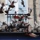 Des pigeons sur nos toits, nos balcons, dans nos jardins. Des oiseaux envahissants qui peuvent provoquer des dégâts et souillent les lieux avec leurs excréments. Vous en avez assez et vous voulez les faire fuir ? Voici quelques astuces.