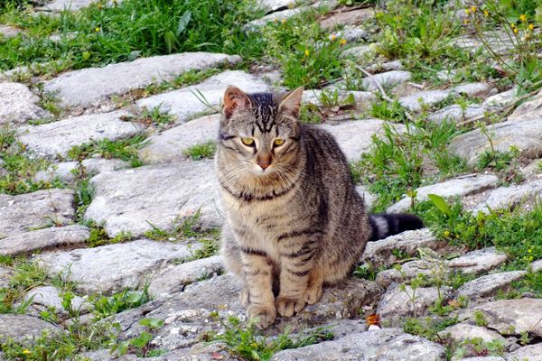 Des chats victimes de maltraitance à Besançon. 