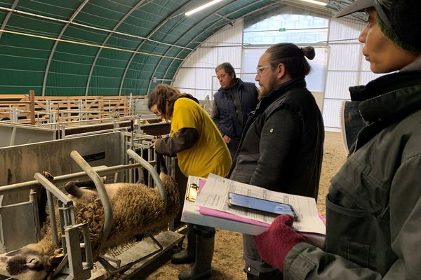 Le jury note le geste et la rapidité des élèves à préparer une brebis pour un parage des onglons