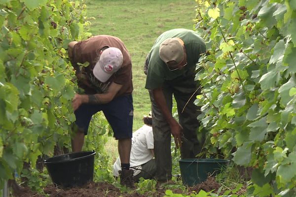 Les vendanges ont démarré dans le Jura malgré ue météo incertaine