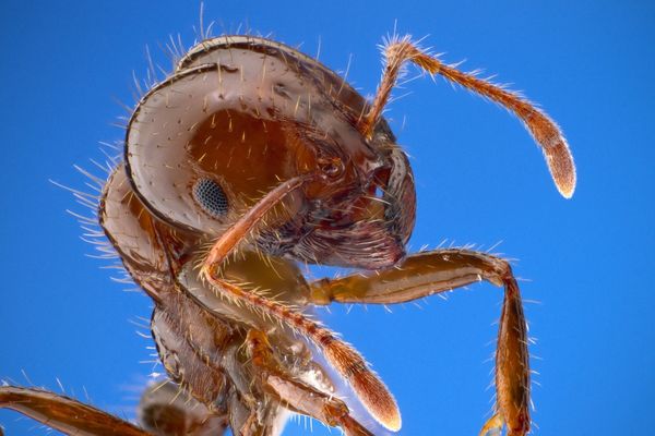 La fourmi de feu, l'une des espèces les plus invasives au monde