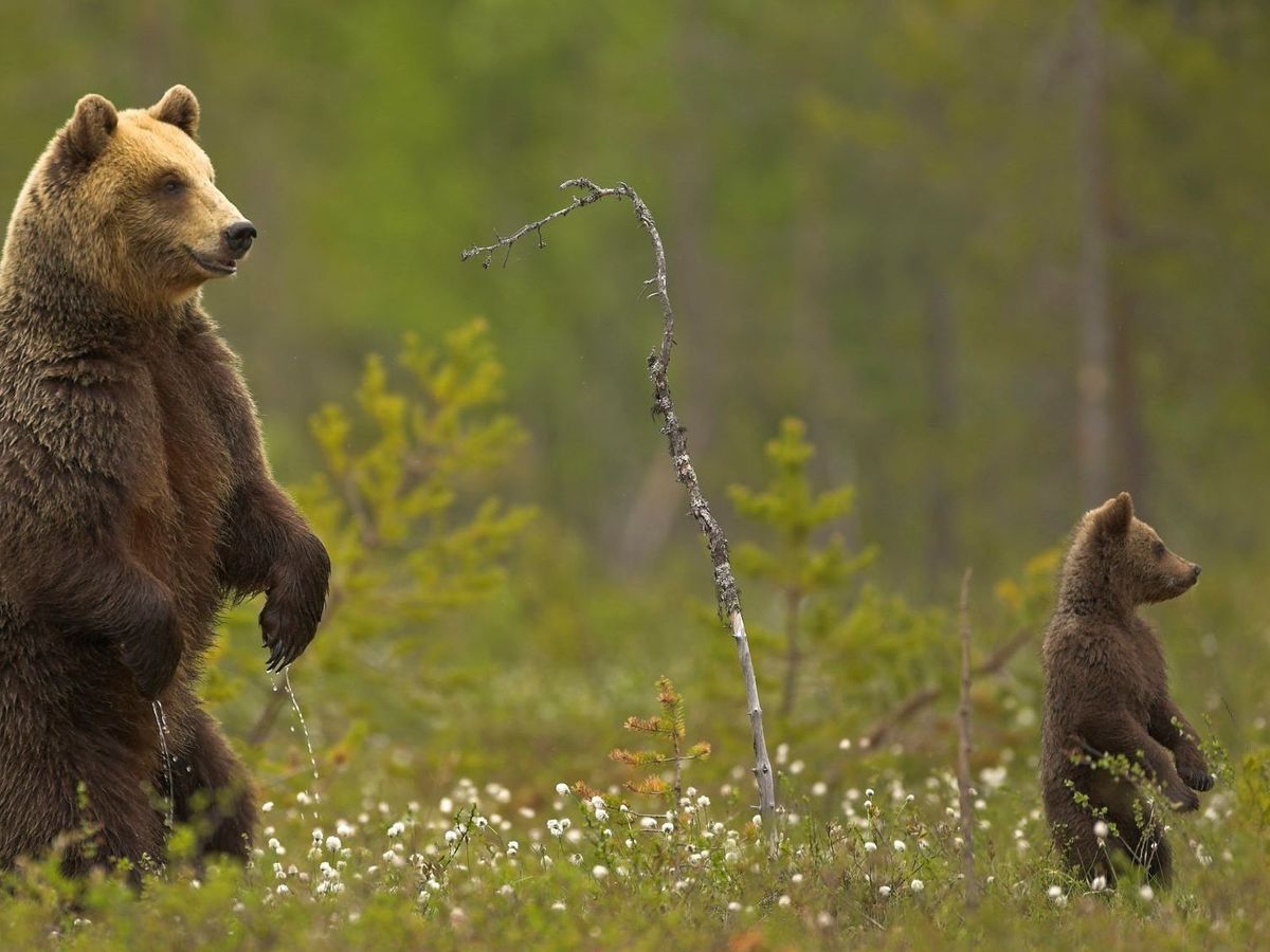 Ours Des Pyrenees Le Premier Ourson De L Annee Est Ne En Ariege