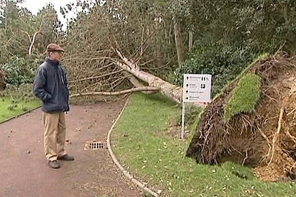 78 arbres ont été déracinés la semaine dernière au cimetière américain de Colleville-sur-Mer