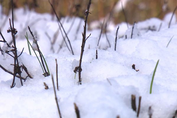 Quelques centimètres de neige étaient attendus dans le Nord et l'Aisne jeudi 14 janvier.