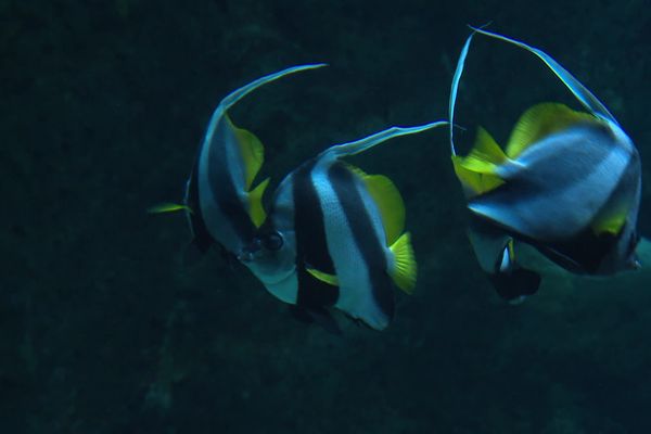 C’est une première scientifique européenne. L’Aquarium de La Rochelle a pu retracer l’ADN de poissons papillon et en faire naître seize en captivité. Un taux inédit pour cette espèce.