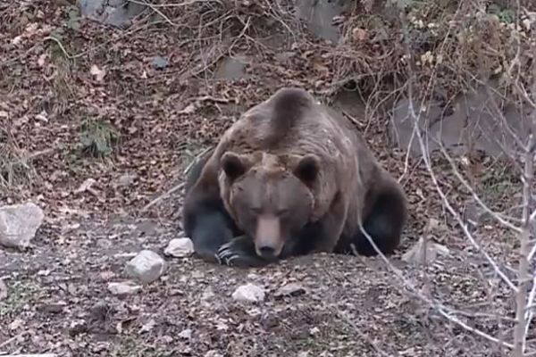 Trois ours sont encore actifs en ce début janvier dans le parc animalier de Borce, pour la plus grande joie des visiteurs