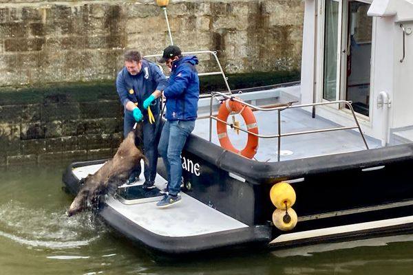 Cinq sangliers ont été repêchés dans le port du Légué