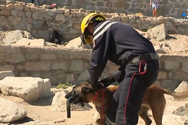 L'entrainement des chiens a débuté en 2017