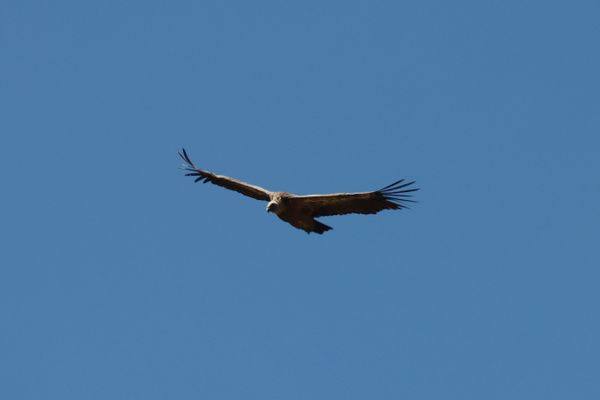 Un vautour dans les Pyrénées, en septembre 2020.