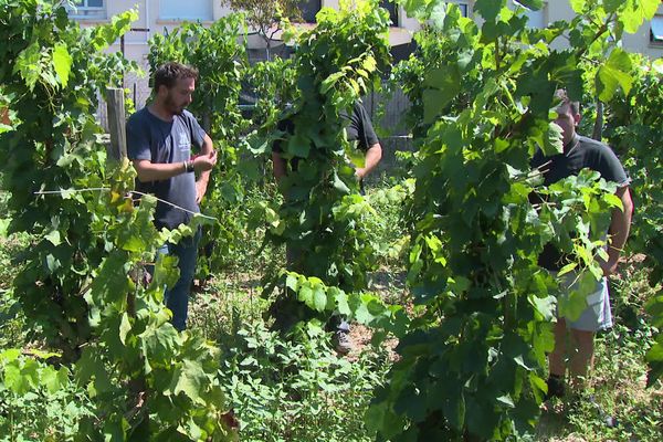 La météo change, les habitudes séculaires des vignerons s'en trouvent également modifiées. A Tain-l'Hermitage, les vendanges débuteront plus tard cette année.