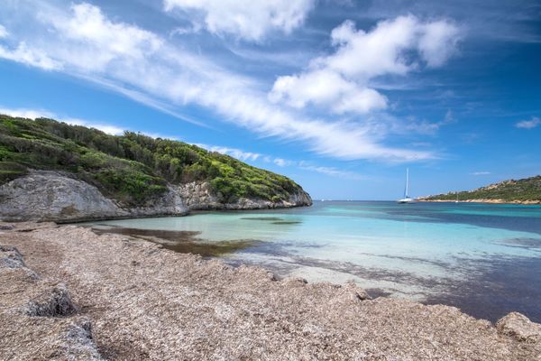 Une plage de posidonie en Corse.