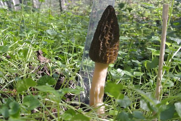 Dans le pays de Saugues, en Haute-Loire, deux ans après le lancement de la culture de morilles chinoises, l'expérience n'est pas vraiment concluante. Les 4 agriculteurs qui s'étaient lancés dans cette culture ont arrêté. Altitude, sol, période de semence, les paramètres n'ont pas permis de bonnes récoltes, mais certains y croient encore. (Photo d'illustration)