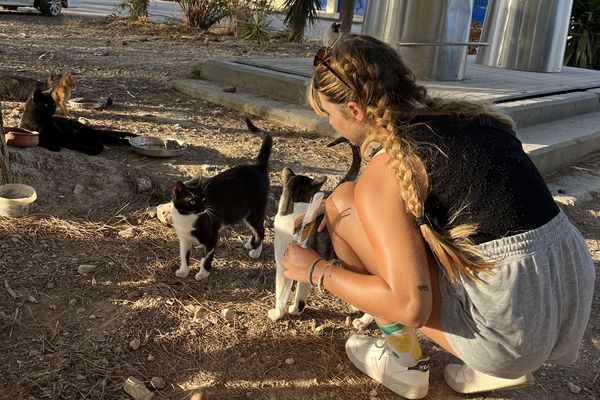 Alexane Ricard, originaire d'Amance dans l'Aube, travaille depuis trois ans en Grèce pour aider les chats errants.