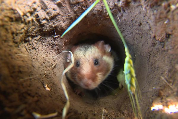 Un hamster d'Alsace après un lâcher dans un champ