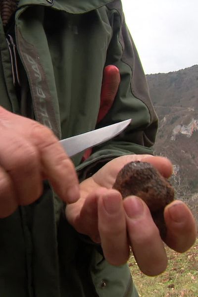 Didier arpente avec son chien les pentes de ses parcelles à la recherche de la truffe noire. La Lozère compte 120 trufficulteurs.