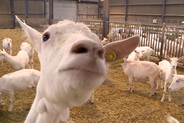 La production de fromage de chèvre à partir d'élevages laitiers locaux permet de maintenir une activité agricole rentable