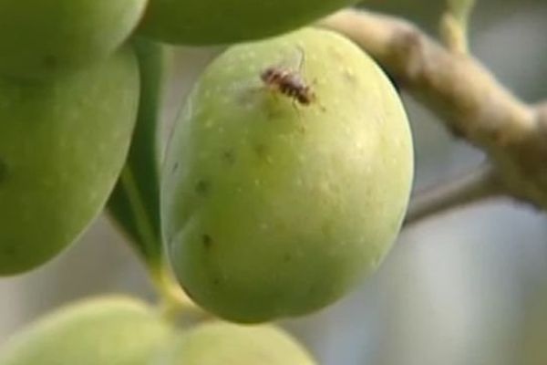 La mouche de l'olivier responsable de la baisse de production d'huile.