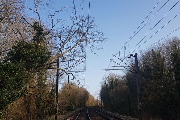 Le réseau ferré francilien a été perturbé par la tempête Ciara. Ici, un arbre s'est effondré sur une caténaire de la ligne P entre La Ferté-sous-Jouarre et Nanteuil-Saâcy.