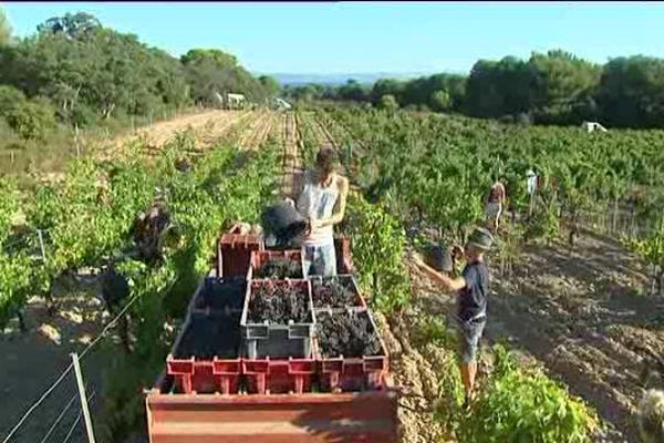 Sur Porquerolles les vendanges sont précoces grâce à un micro-climat particulier