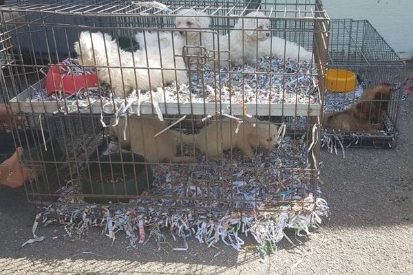 Les chiots âgés de seulement quelques mois ont voyagé dans un camion à travers l'Europe dans des conditions déplorables